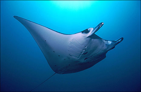 Picture 1 of Wave the area with rays