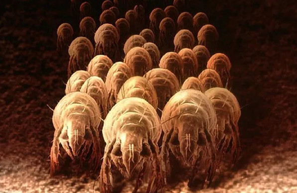 Picture 3 of We are sleeping with these terrifying creatures