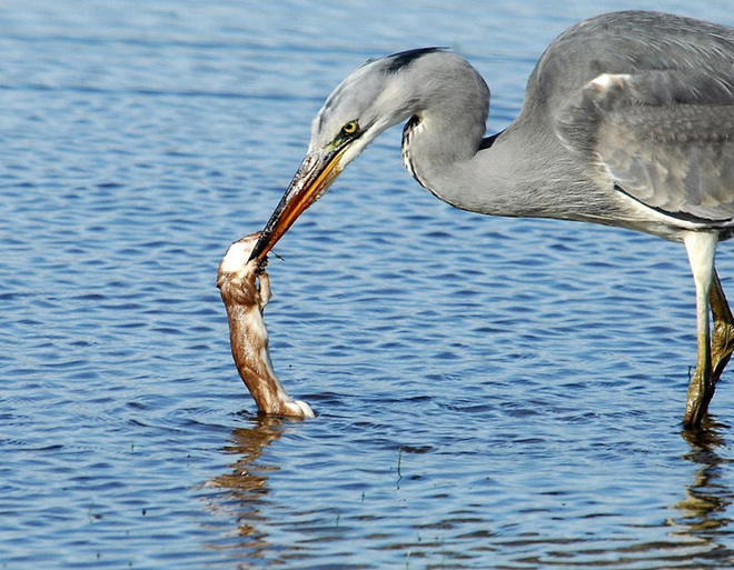 Picture 1 of Weasels were swallowed up by provoking the heron