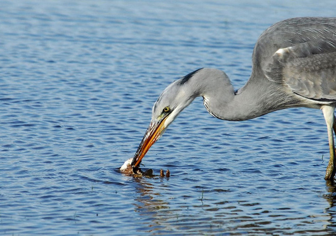 Picture 2 of Weasels were swallowed up by provoking the heron