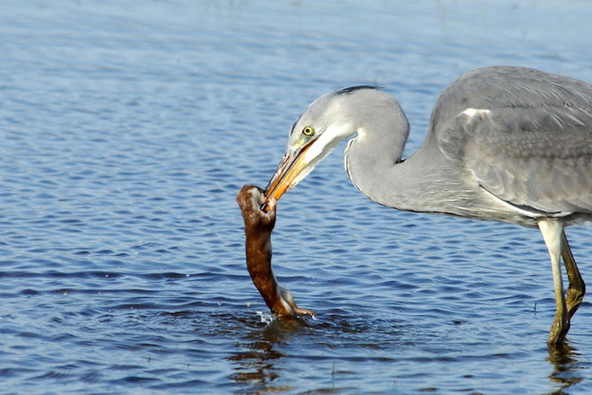 Picture 3 of Weasels were swallowed up by provoking the heron