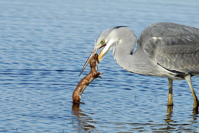 Picture 4 of Weasels were swallowed up by provoking the heron