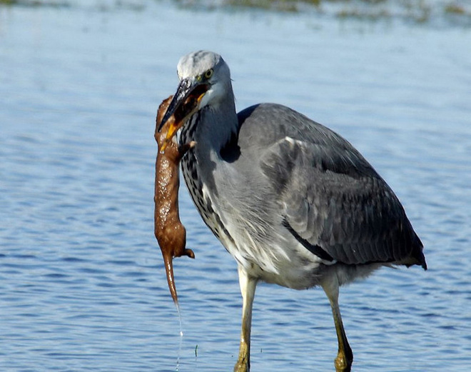 Picture 5 of Weasels were swallowed up by provoking the heron
