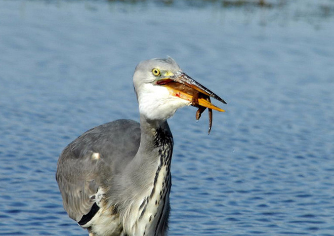 Picture 6 of Weasels were swallowed up by provoking the heron