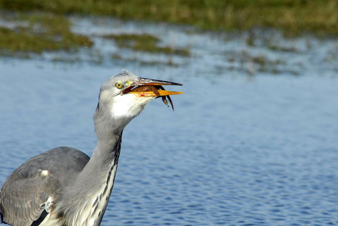 Picture 7 of Weasels were swallowed up by provoking the heron