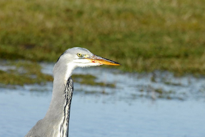 Picture 8 of Weasels were swallowed up by provoking the heron
