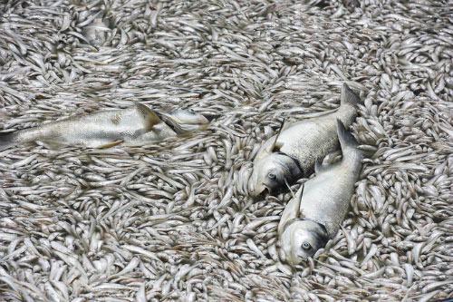Picture 1 of West Lake management board: 'Many dead fish may be due to weather changes'