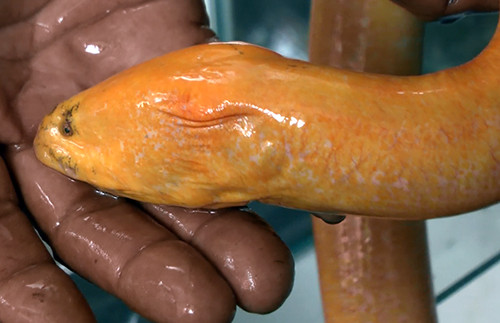 Picture 1 of Western farmers caught yellow eels