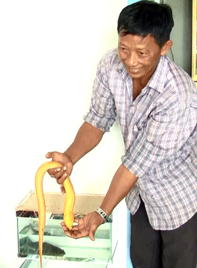 Picture 2 of Western farmers caught yellow eels