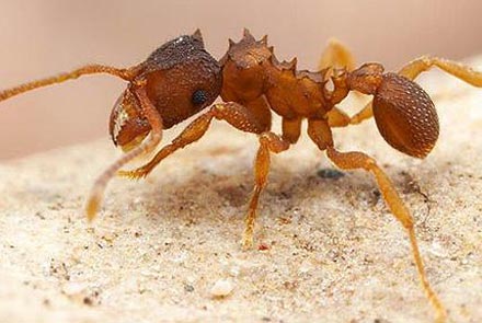 Picture 1 of 'Western salary of women' in the ant world