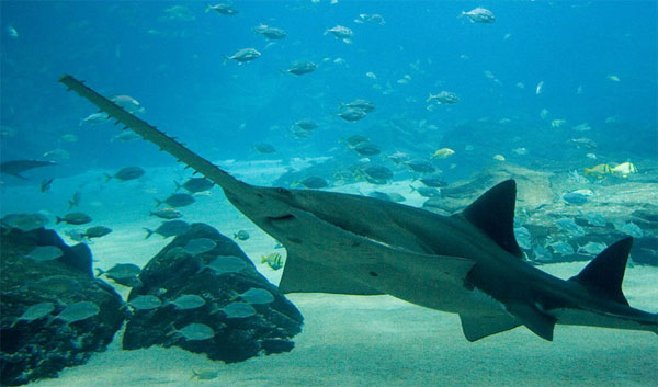 Picture 4 of Whale - Fish species existed since prehistoric times