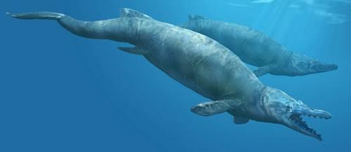 Picture 2 of Whale fossils are located in ancient killer whales