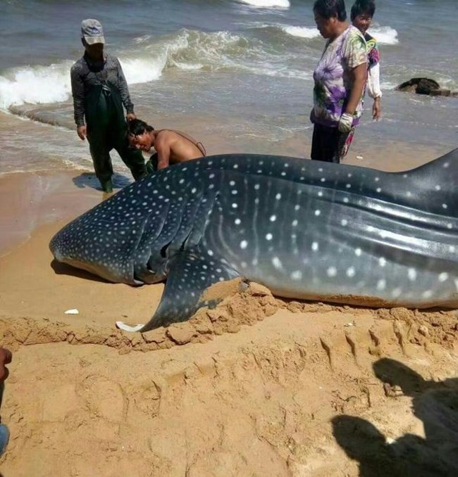 Picture 1 of Whale shark 1.5 tons of Chinese fishermen net