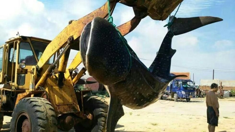 Picture 2 of Whale shark 1.5 tons of Chinese fishermen net