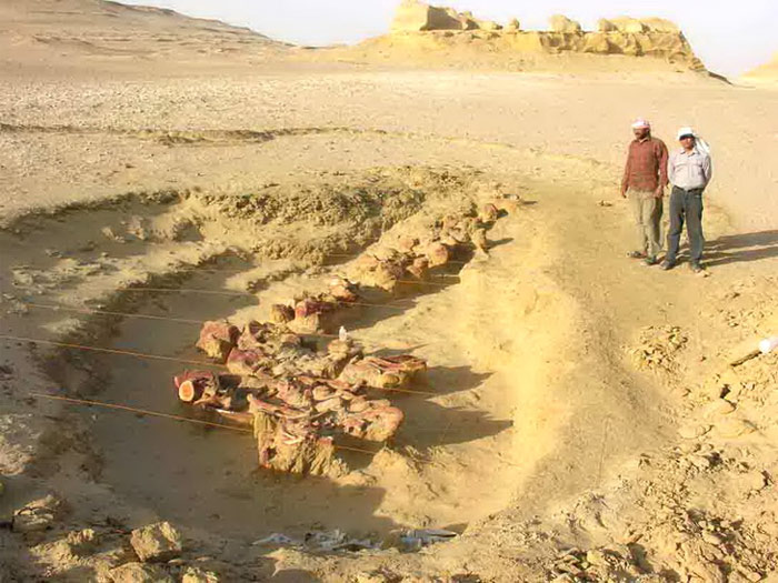 Picture 5 of Whale Valley - World Natural Heritage in Egypt