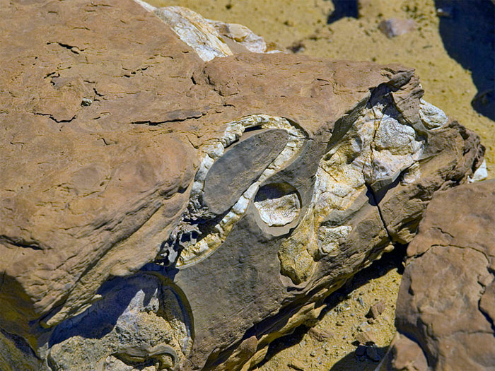 Picture 6 of Whale Valley - World Natural Heritage in Egypt