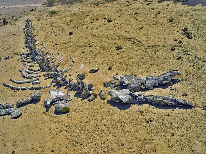 Picture 9 of Whale Valley - World Natural Heritage in Egypt