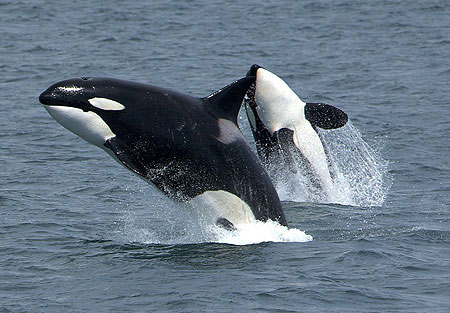 Picture 1 of Whales and dolphins are at risk of perishing