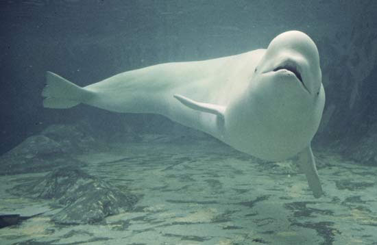 Picture 1 of Whales are capable of mimicking human voices