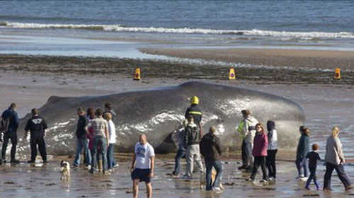 Picture 1 of Whales are stranded and die on the English coast