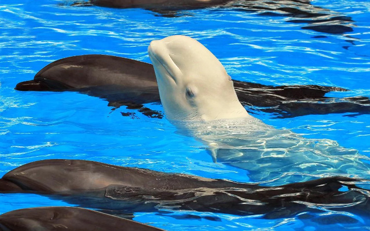 Picture 1 of Whales can ... learn a foreign language