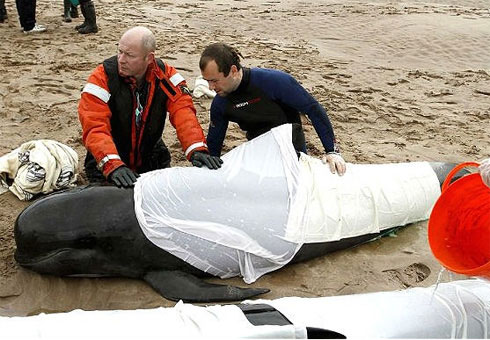 Picture 1 of Whales die mass in Scotland