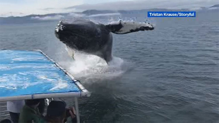 Picture 1 of Whales flying above the water, nearly falling on the passenger boat