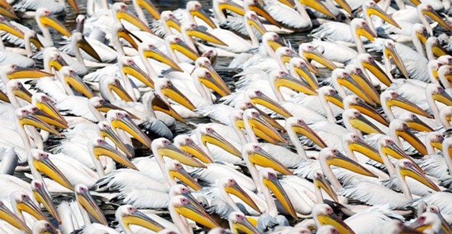 Picture 11 of Whales, geckos and the world's most exotic military spies