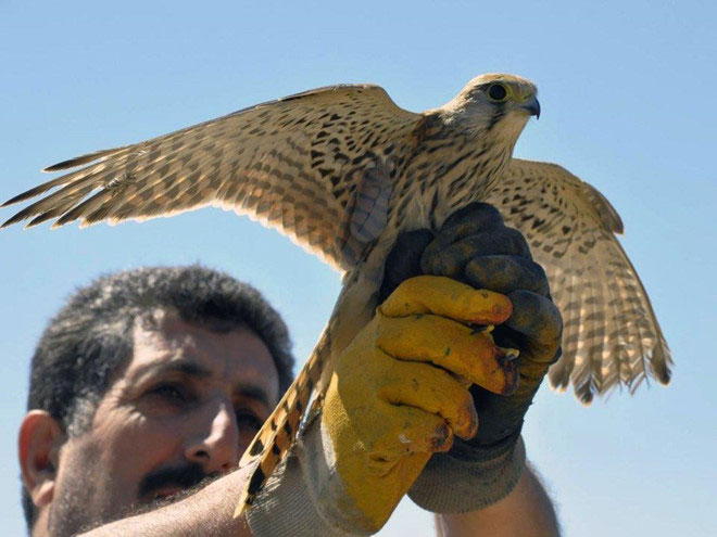Picture 14 of Whales, geckos and the world's most exotic military spies
