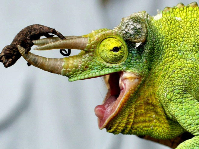 Picture 9 of Whales, geckos and the world's most exotic military spies