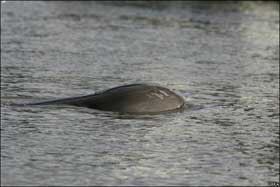 Picture 2 of Whales on the Thames River are dead
