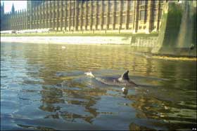 Picture 3 of Whales on the Thames River are dead