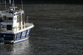 Picture 4 of Whales on the Thames River are dead