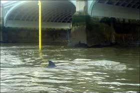 Picture 5 of Whales on the Thames River are dead