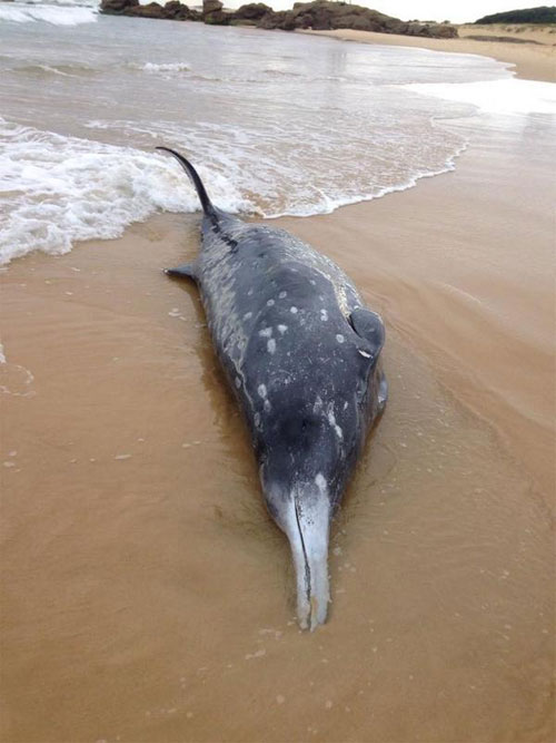 Picture 1 of Whales with rare mines drifted to the coast of Australia