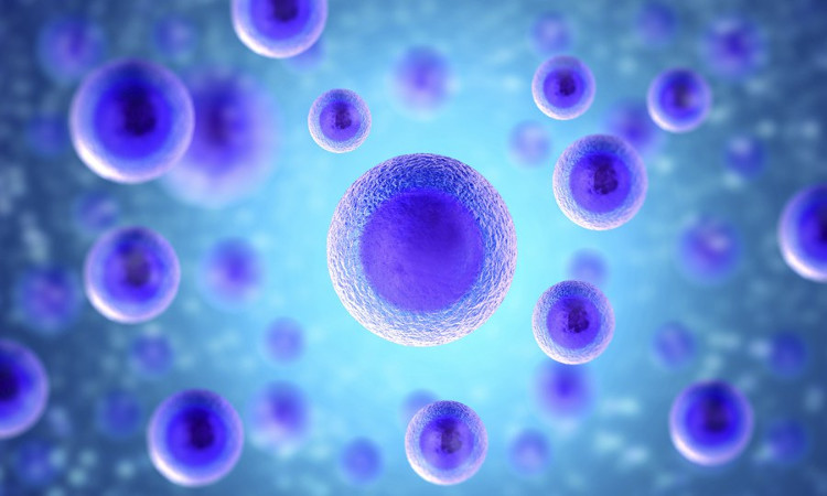 Picture 3 of What are stem cells?  How advanced is medicine in this area?