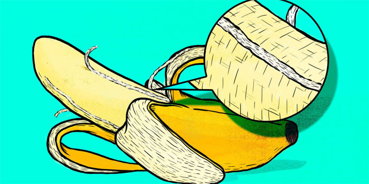 Picture 3 of What are the 'golden threads' on bananas that make me 'crazy' when eating?