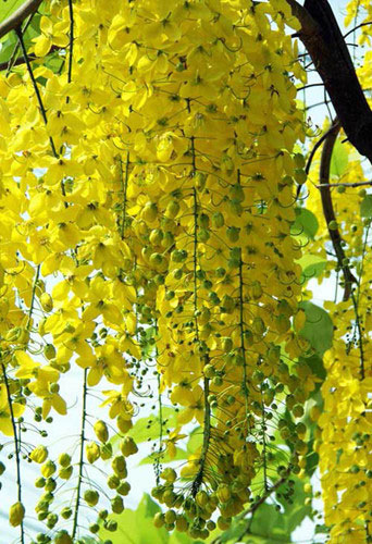 Picture 7 of What beautiful, blooming royal flowers in Hanoi are interesting?