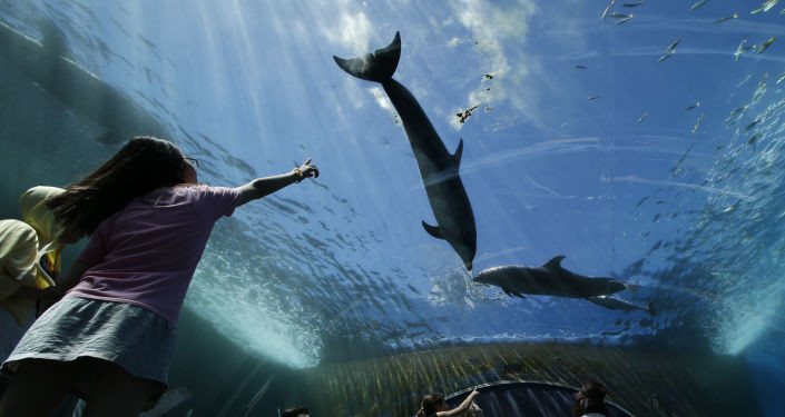 Picture 1 of What brings happiness to dolphins?