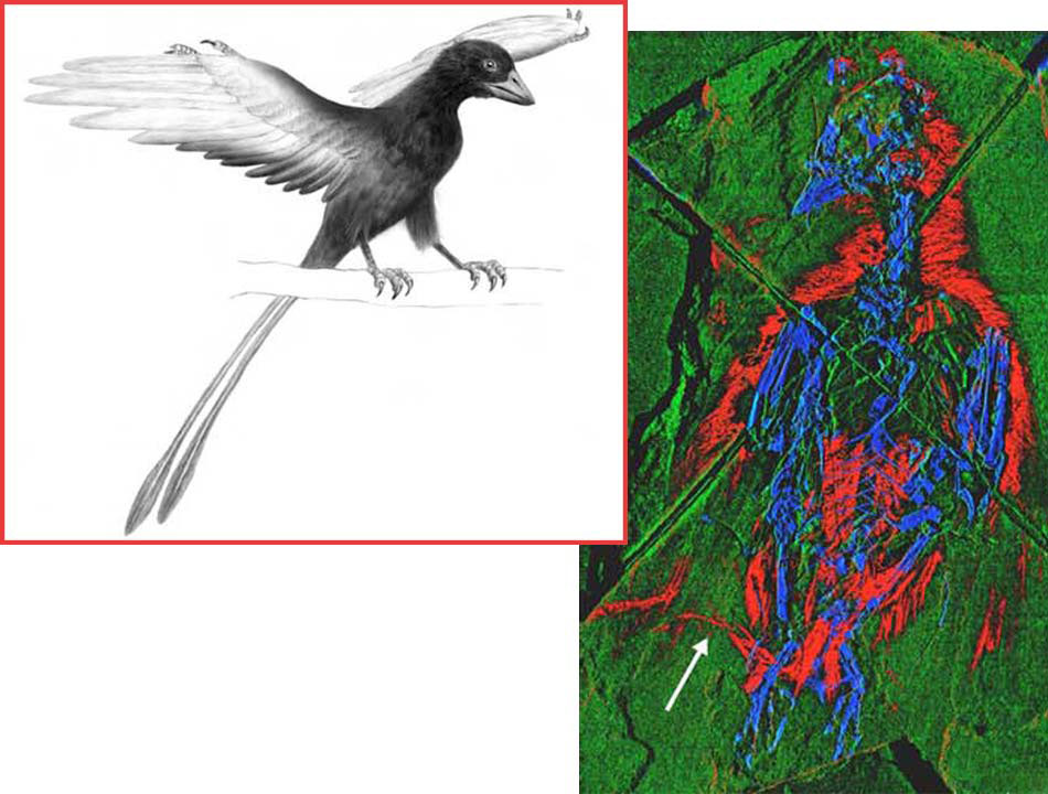 Picture 1 of What color does prehistoric birds have?