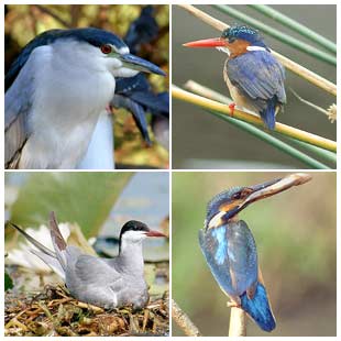 Picture 1 of What determines species diversity?