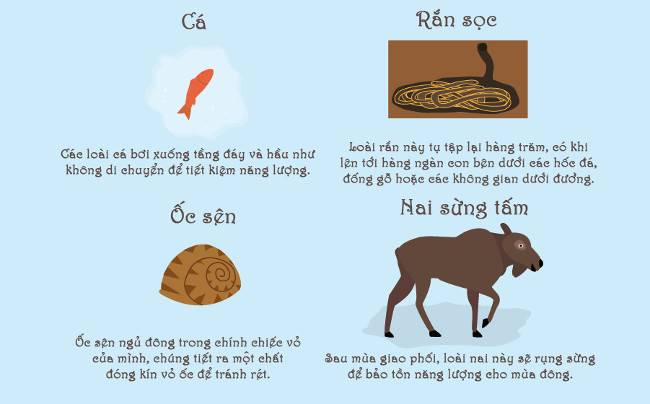 Picture 7 of What do animals do to overcome icy winter?