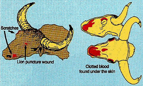Picture 3 of What do archaeologists do when they discover a 36,000-year-old wild cow mummy?