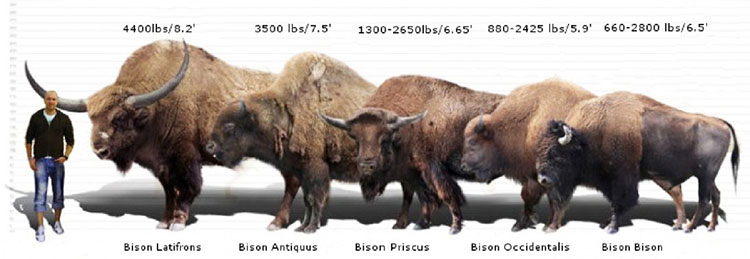 Picture 4 of What do archaeologists do when they discover a 36,000-year-old wild cow mummy?