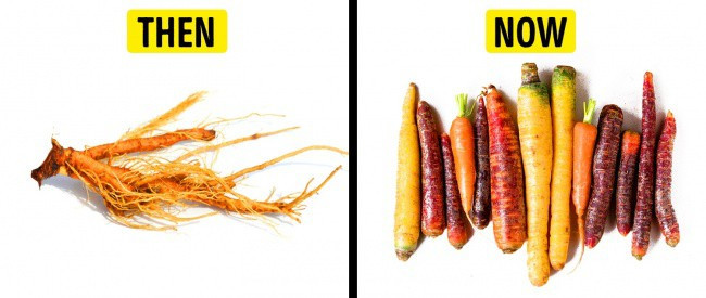 Picture 3 of What do the ancestors of the vegetables we still eat today look like?