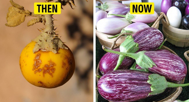 Picture 4 of What do the ancestors of the vegetables we still eat today look like?