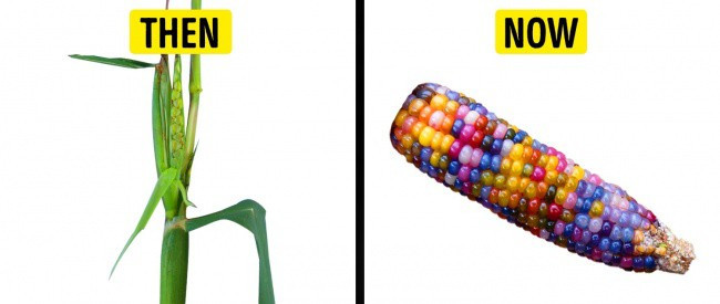 Picture 5 of What do the ancestors of the vegetables we still eat today look like?