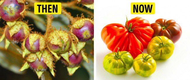Picture 6 of What do the ancestors of the vegetables we still eat today look like?