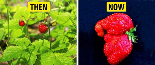 Picture 7 of What do the ancestors of the vegetables we still eat today look like?