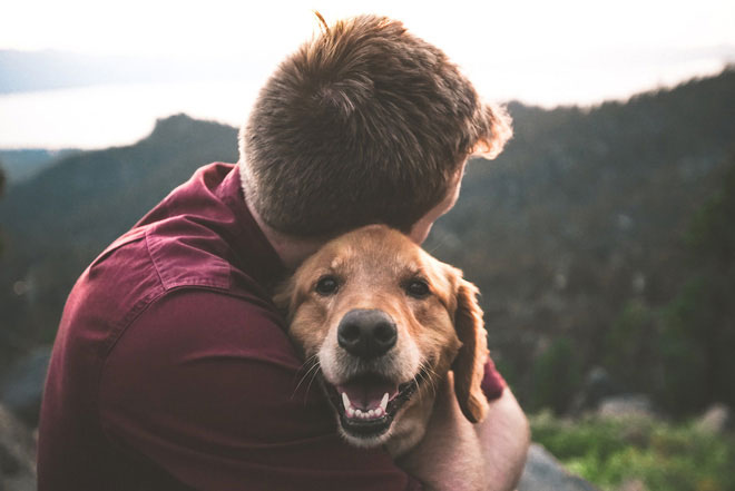 Picture 2 of What do the dog bosses see when observing humans, do you know?